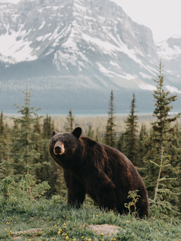 urso na floresta